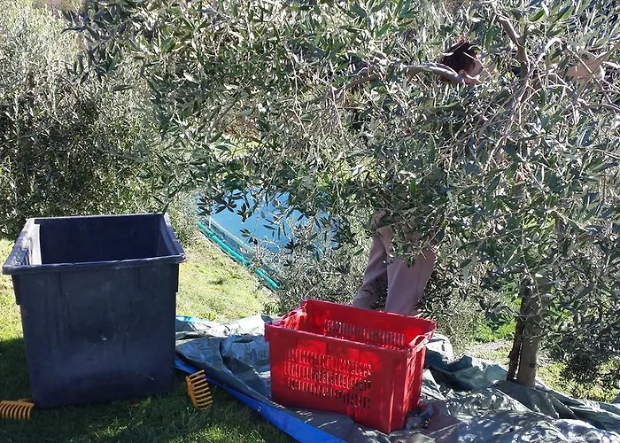 Sostio A Levante * 파라무라